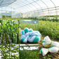 🌿【Climbing Net】— Tomatoes and cucumbers climb up on their own, keeping the fruit off the ground so you don’t have to bend over when picking them! 🍅✨