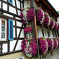 🔥LAST DAY $9.99 -🏡Vivid Artificial Hanging Orchid Bunch